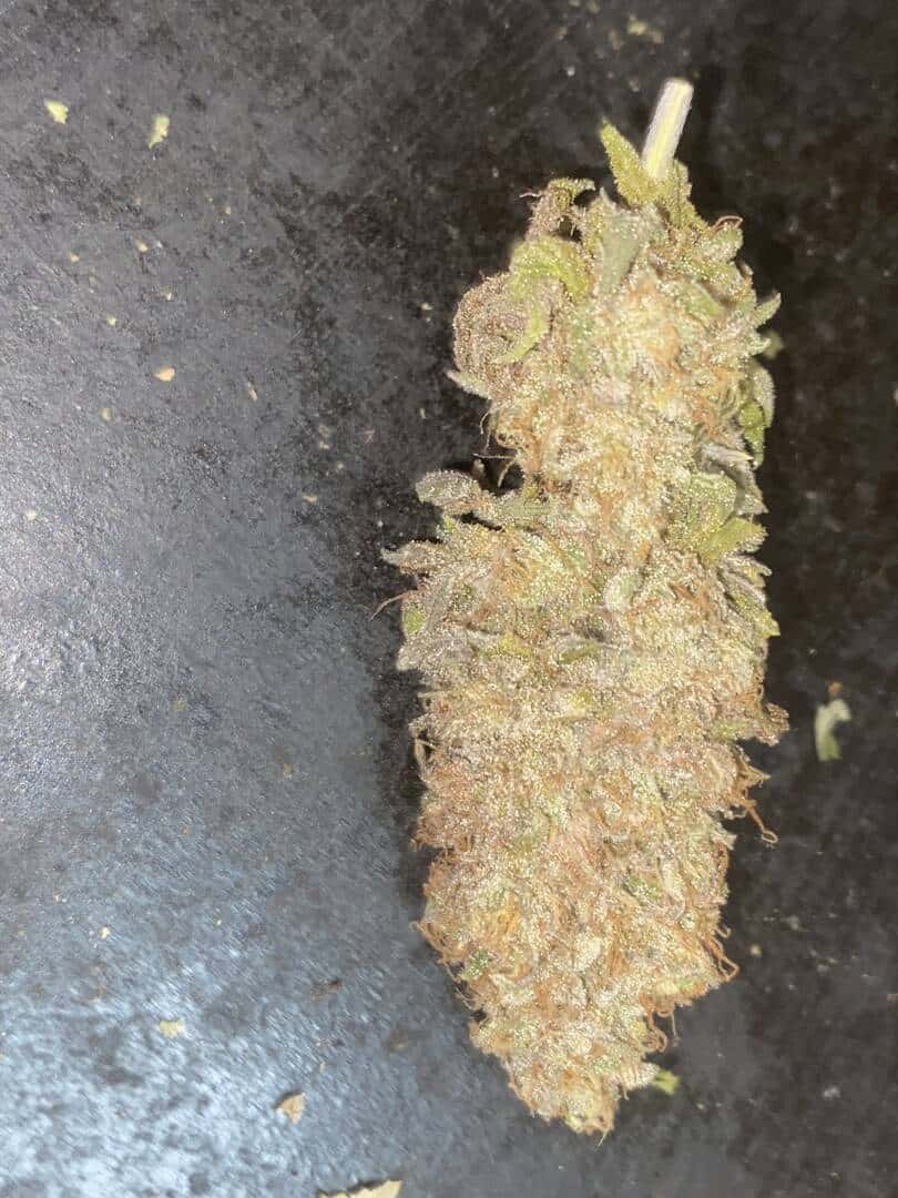 Sour Diesel - Image 3