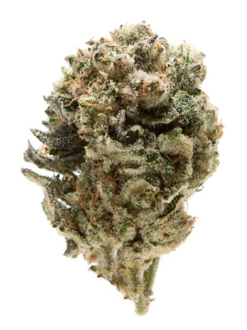 Animal Mints Strain