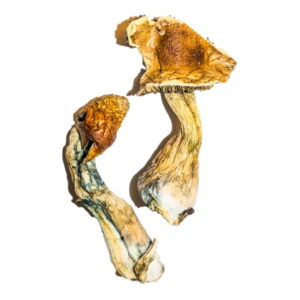 Buy B+ magic mushroom online