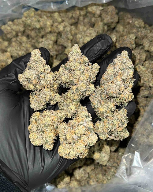 Baked Alaska Weed Strain