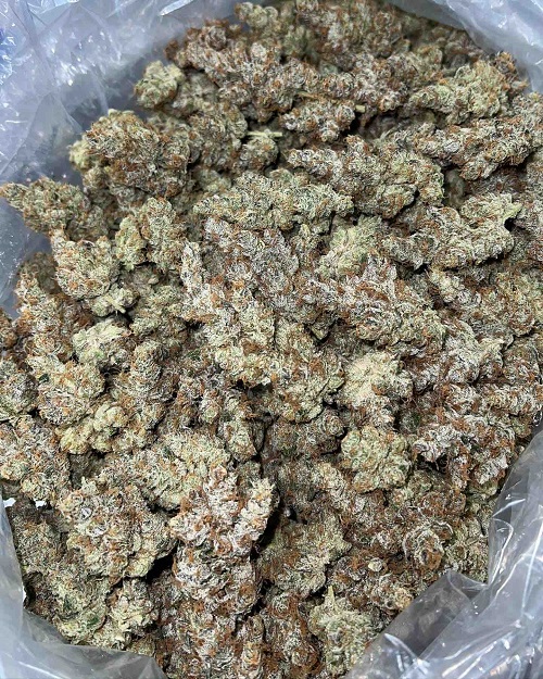 Banana Cookies Hybrid Strain