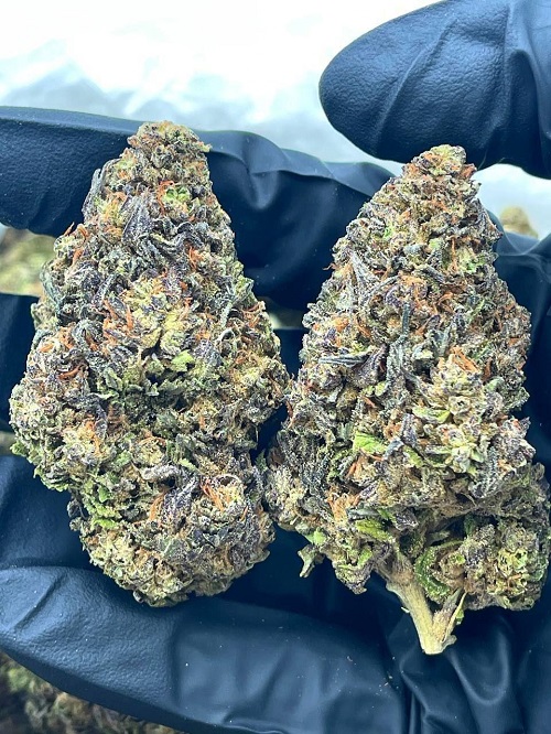 Candyland Strain