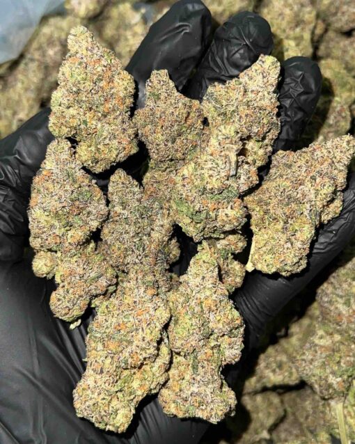 Cherry Gushers Strain