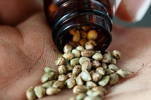 Gorilla Glue seeds