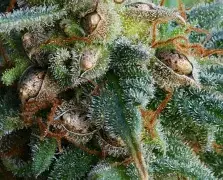 Dos Si Dos 33 Seeds
