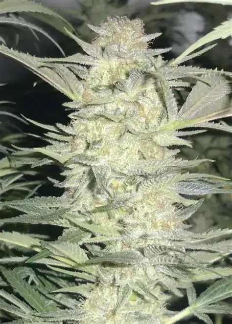 White Widow seeds - Image 2