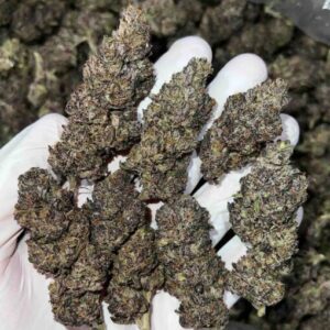 Purple Octane Strain