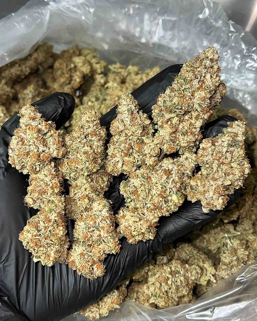 Tahoe OG Kush Strain