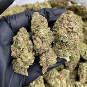 Thai Strain