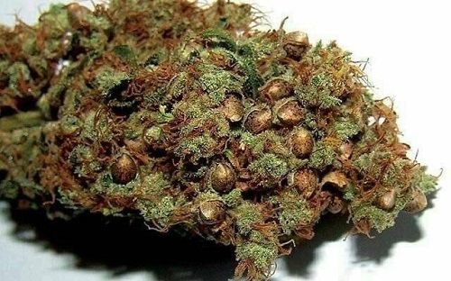 Wedding Cake Seeds
