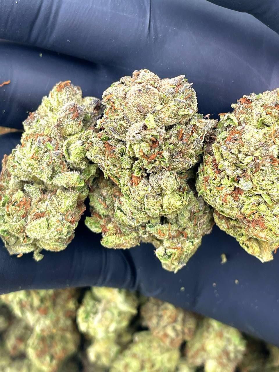Amnesia Haze Strain