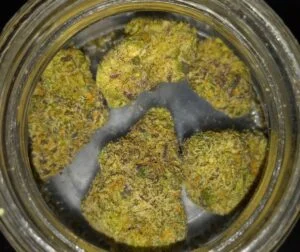 Laffy Taffy strain - Image 2