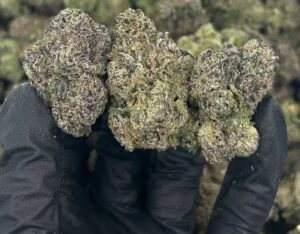 Cherry Gushers strain (Black, White & Lemon) - Image 2