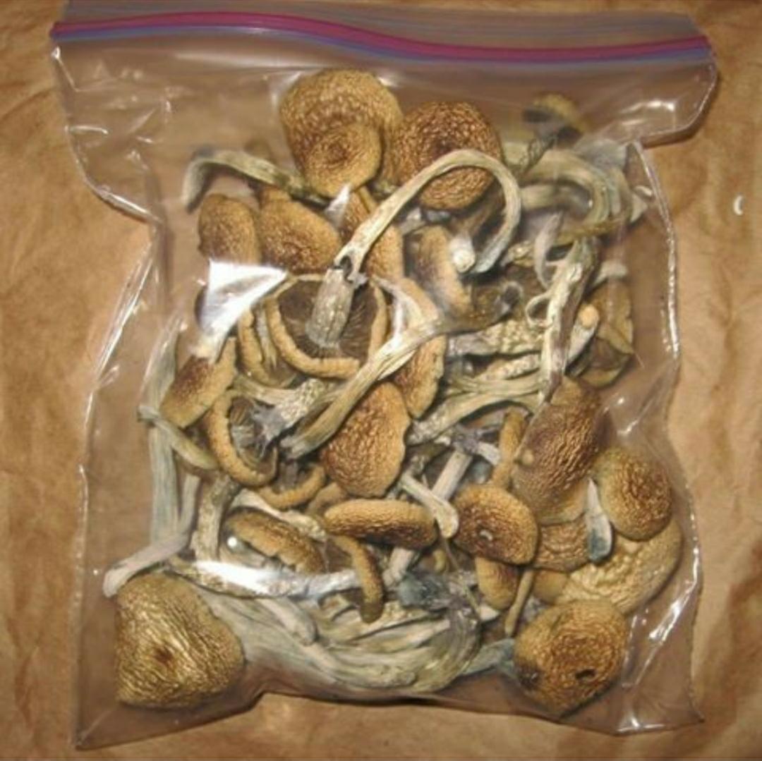 Buy Golden Teacher magic mushroom.