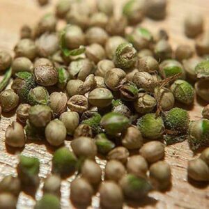 White Widow seeds