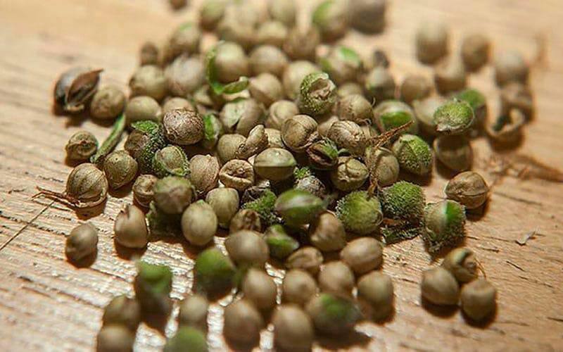 White Widow seeds